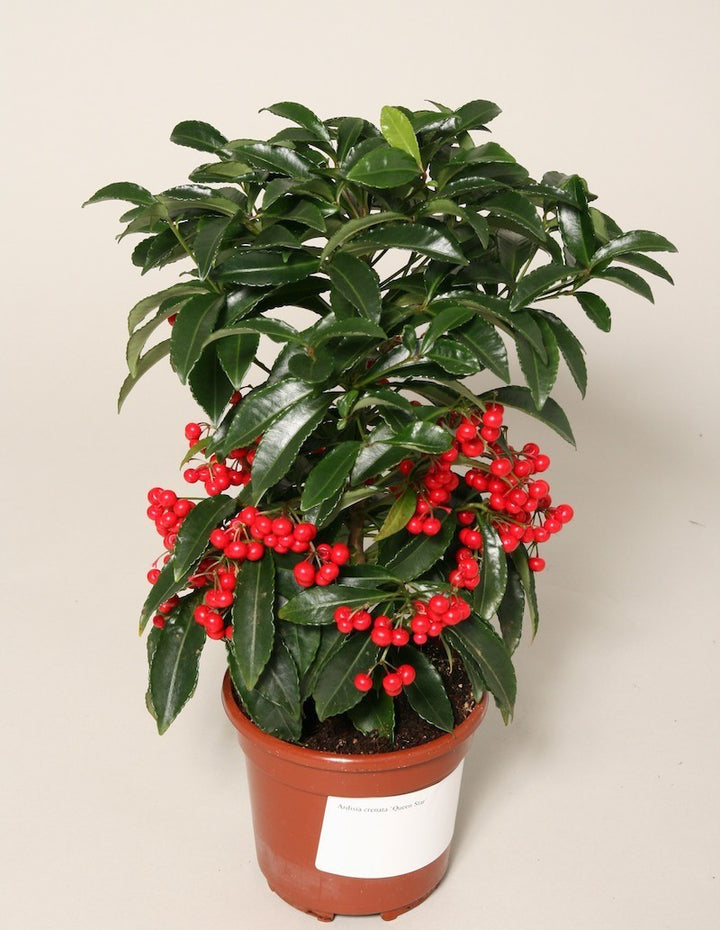 Ardisia Crenata - Varf de lance