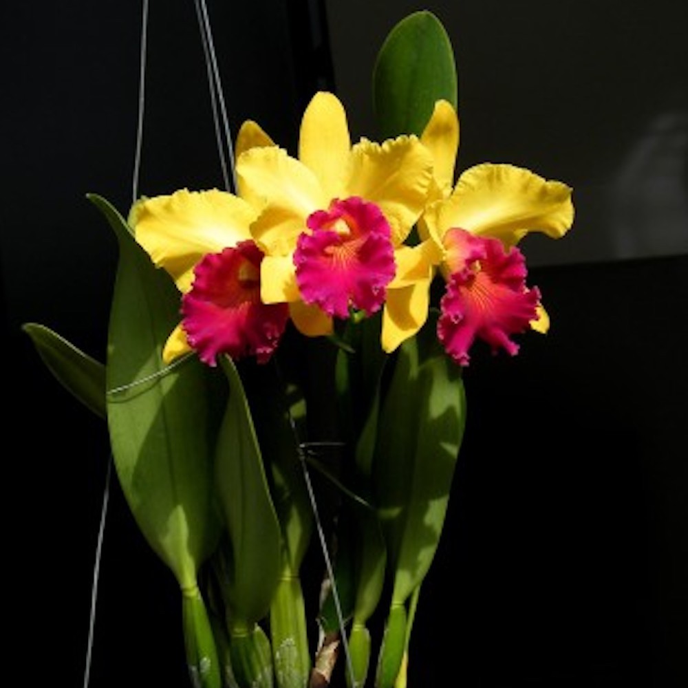 Orhidee Rlc. Alma Kee