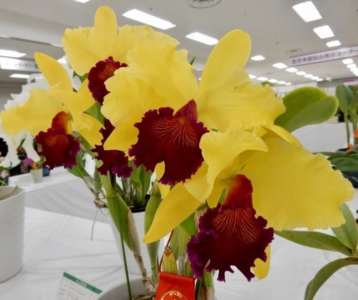 Orhidee Rlc. Alma Kee