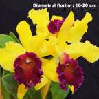 Orhidee Rlc. Alma Kee