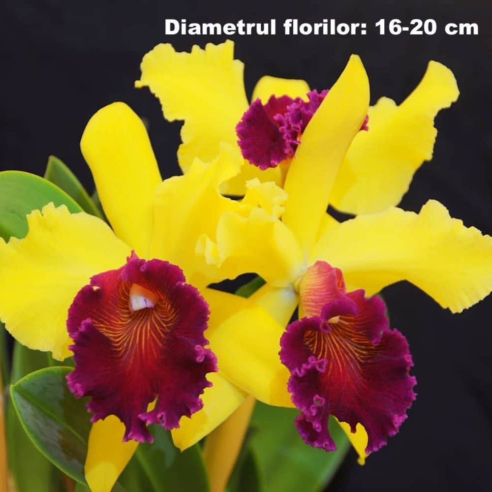 Orhidee Rlc. Alma Kee