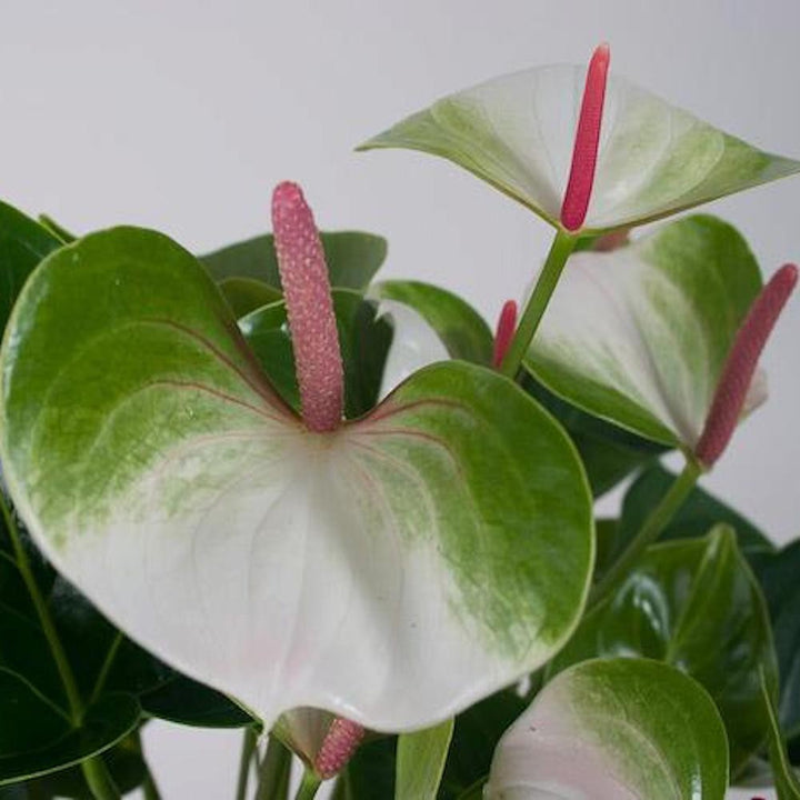 Anthurium Adios Spring - flori spectaculoase