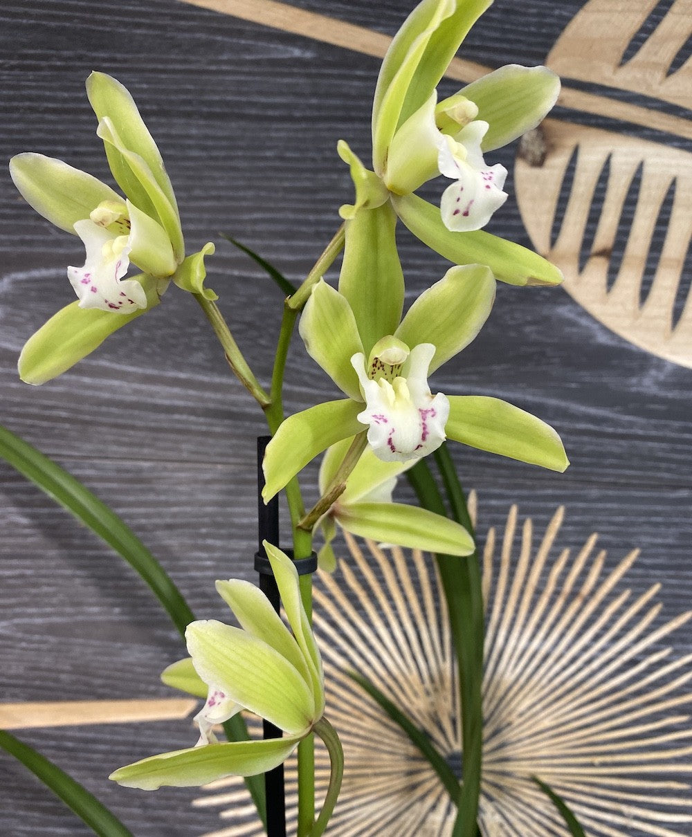 Orhidee Cymbidium Ensifolium rare form -  orhidee pitica parfumata