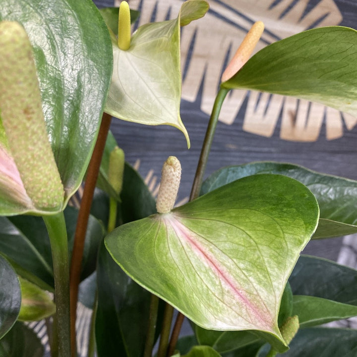 Anthurium Adios Spring - flori spectaculoase