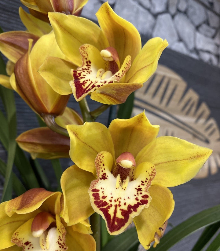 Orhidee Cymbidium portocaliu la cel mai bun pret online!