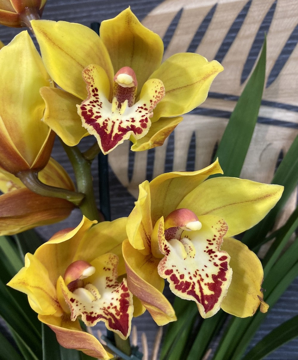 Orhidee Cymbidium portocaliu la cel mai bun pret online!