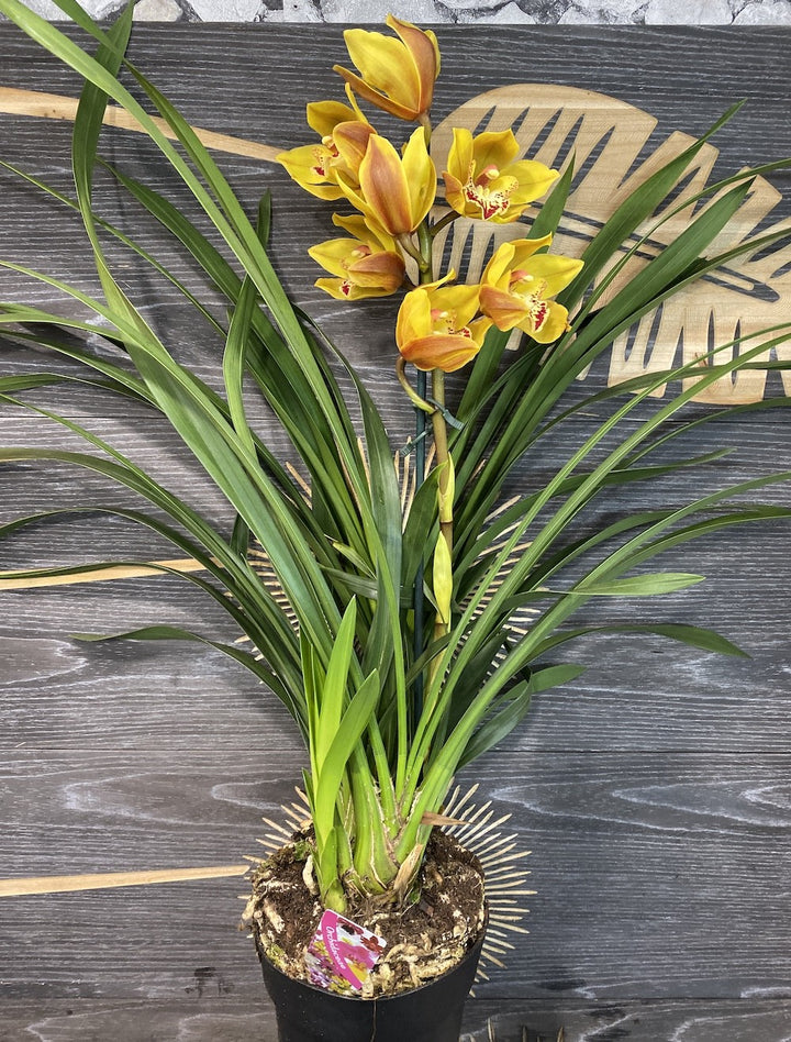 Orhidee Cymbidium portocaliu la cel mai bun pret online!