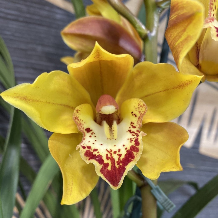 Orhidee Cymbidium portocaliu la cel mai bun pret online!