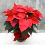 Euphorbia - Steaua Craciunului