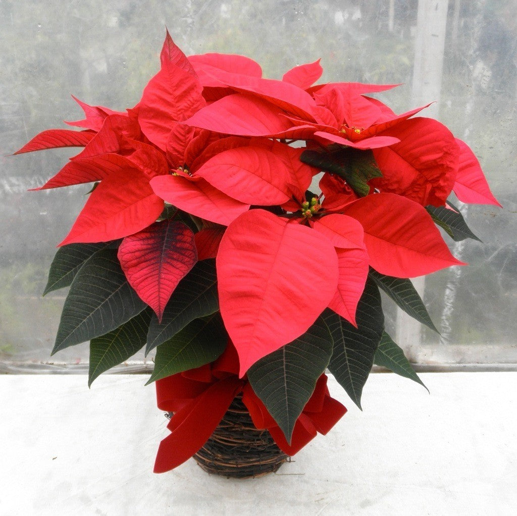 Euphorbia - Steaua Craciunului