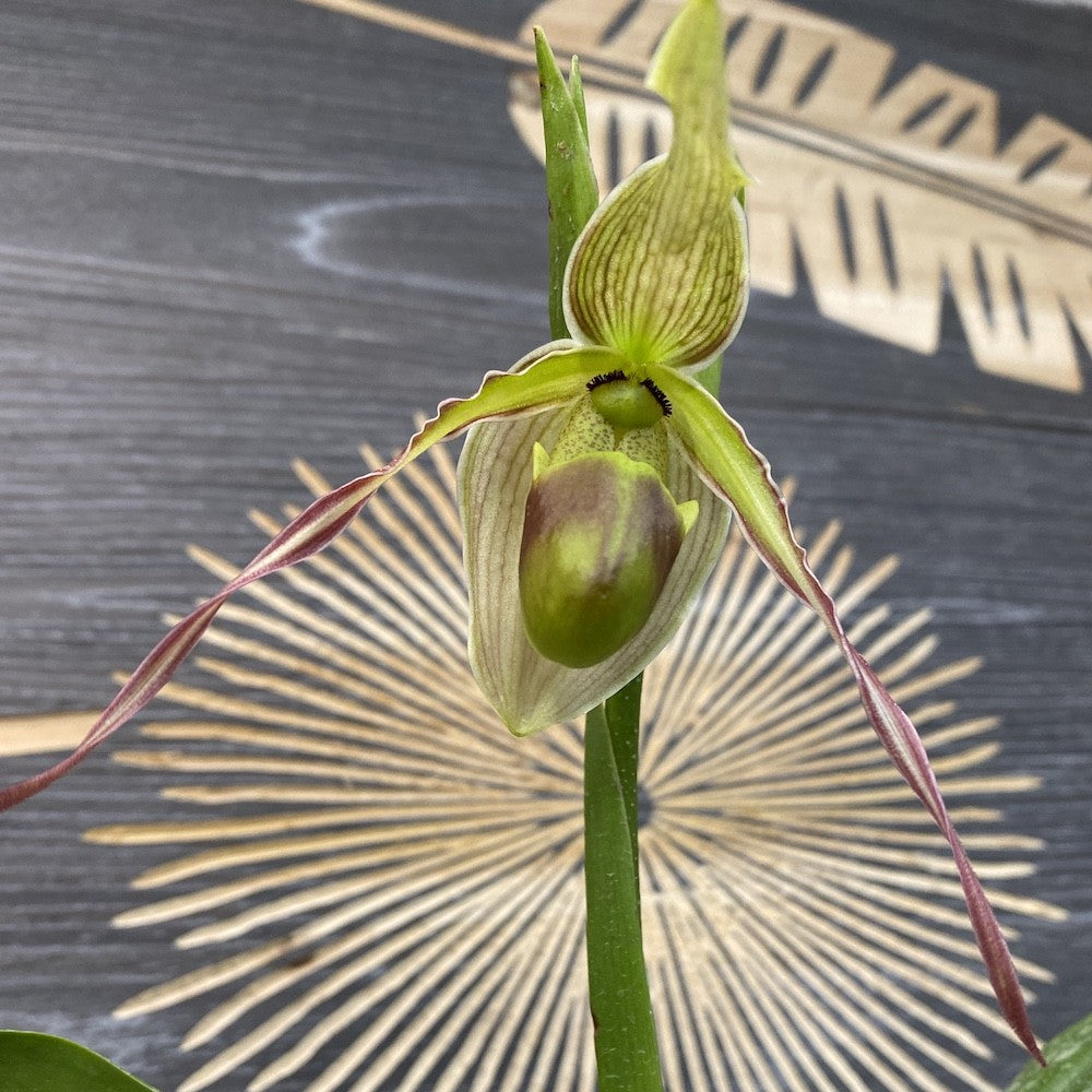 Orhidee Phragmipedium Longifolium