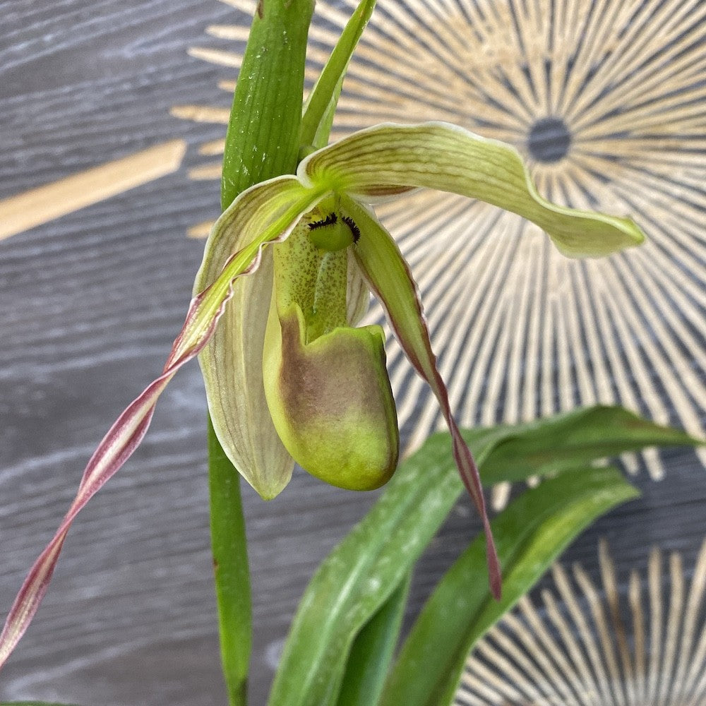 Orhidee Phragmipedium Longifolium