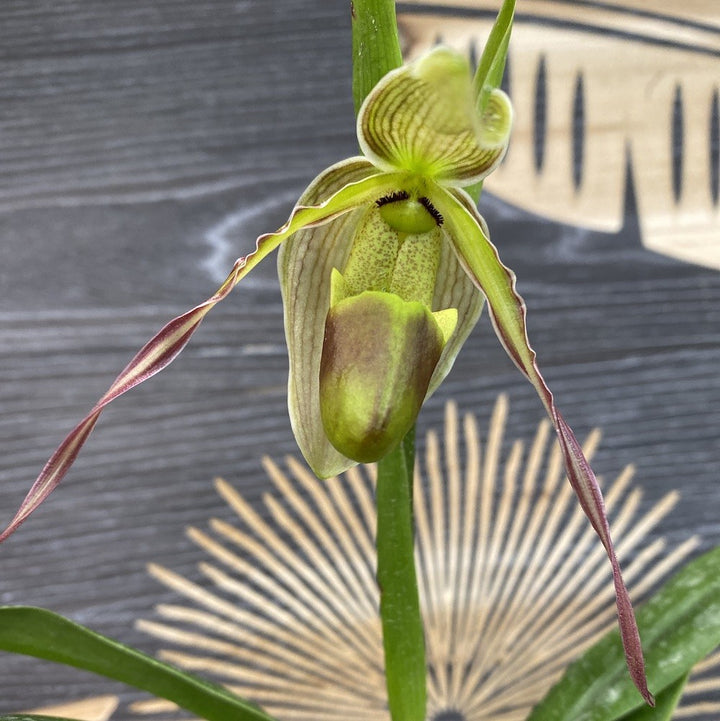 Orhidee Phragmipedium Longifolium