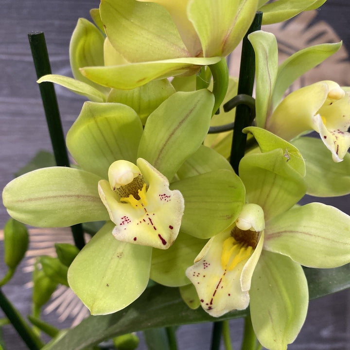 Orhidee Cymbidium verde