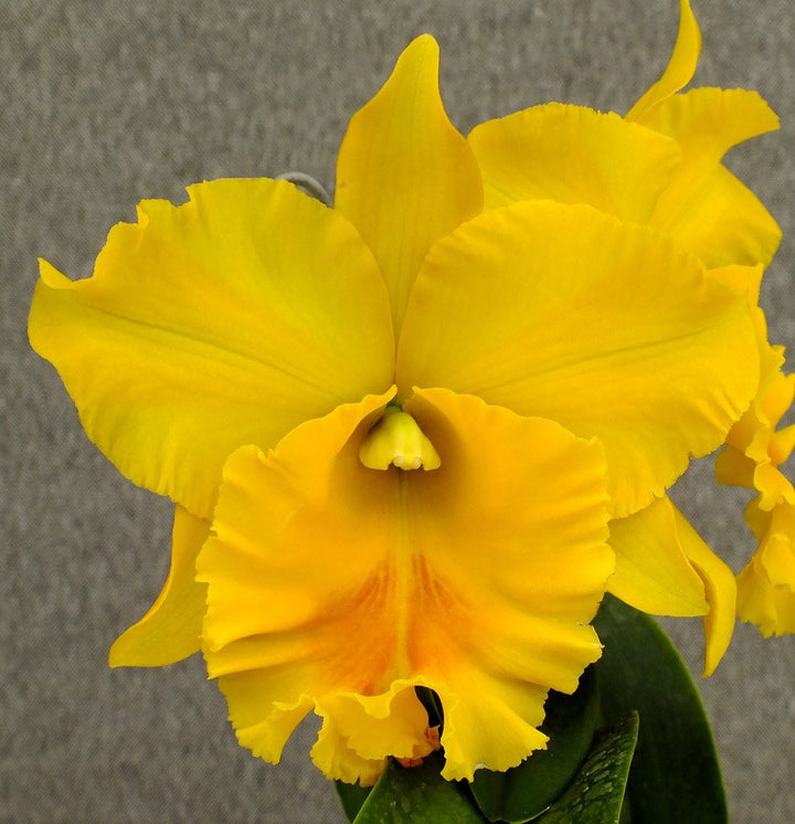 Orhidee Rlc. Haadyai Delight 'Bangrom Gold'