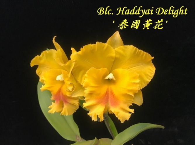 Orhidee Rlc. Haadyai Delight 'Bangrom Gold'