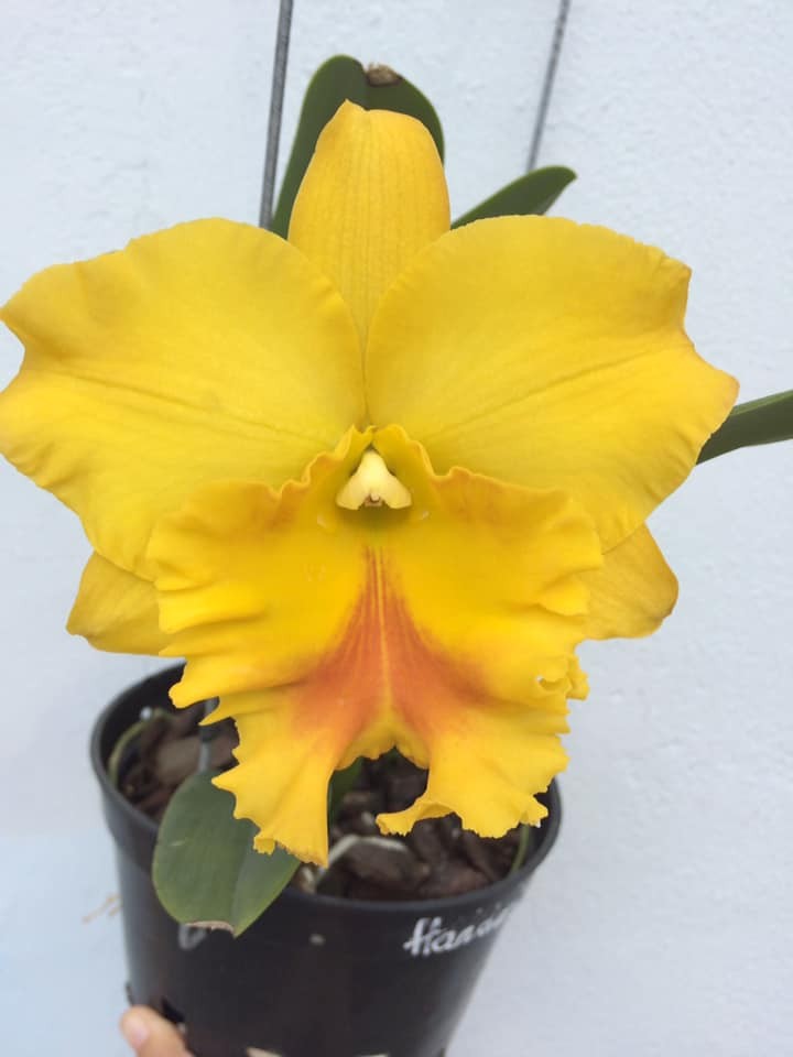 Orhidee Rlc. Haadyai Delight 'Bangrom Gold'