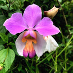 Orhidee Papilionanthe (Vanda) Teres
