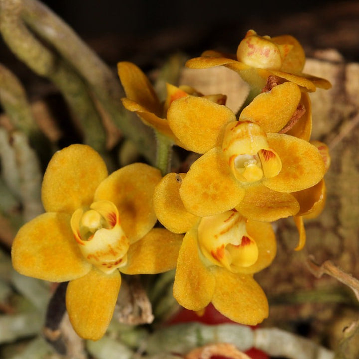 Chiloschista pusilla var. orange