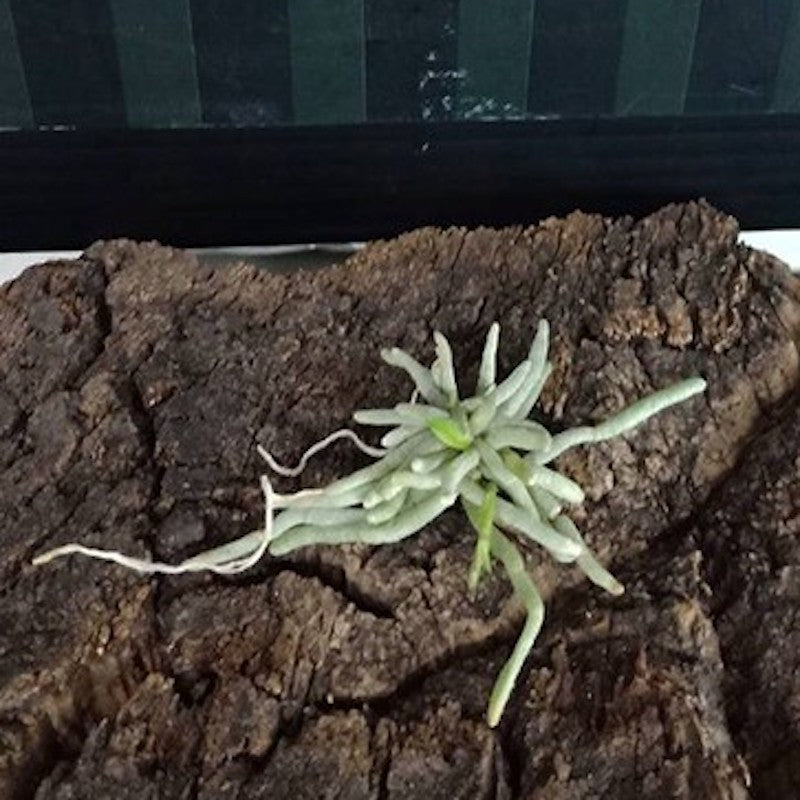 Chiloschista pusilla var. orange