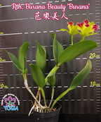 Orhidee Rth. Burana Beauty 'Burana'