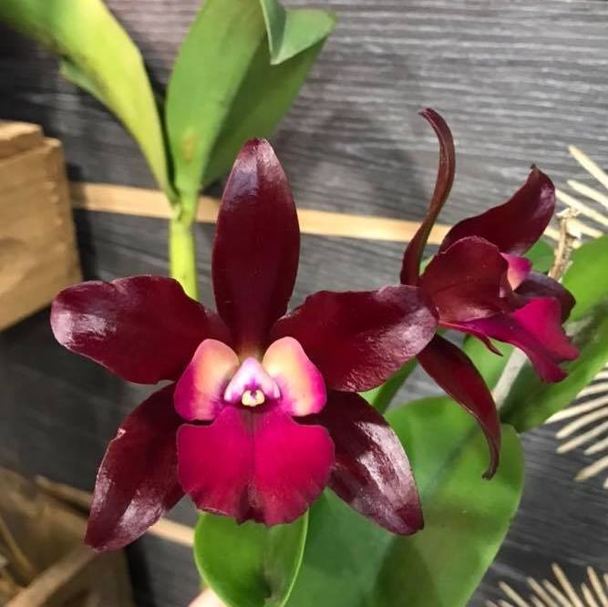 Orhidee Cattlianthe (Lc.) Sagarik Wax 'African Beauty' - parfumata