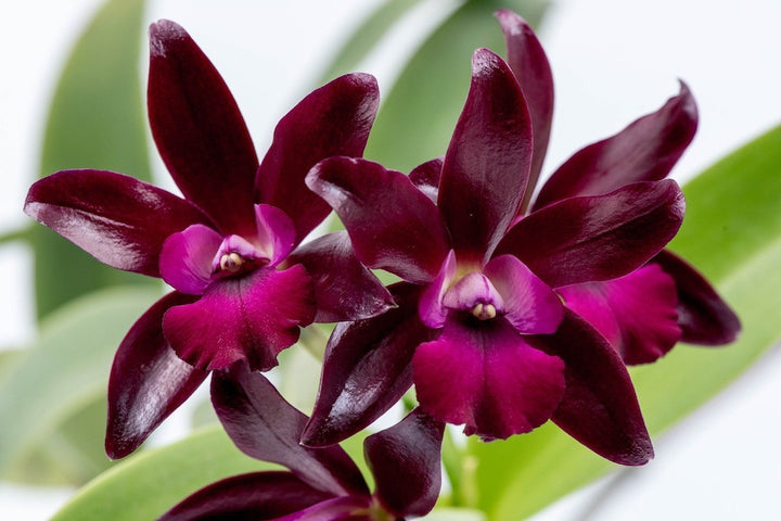 Orhidee Cattlianthe (Lc.) Sagarik Wax 'African Beauty' - parfumata