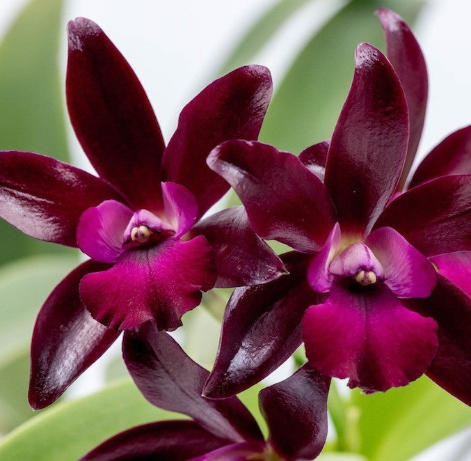 Orhidee Cattlianthe (Lc.) Sagarik Wax 'African Beauty' - parfumata