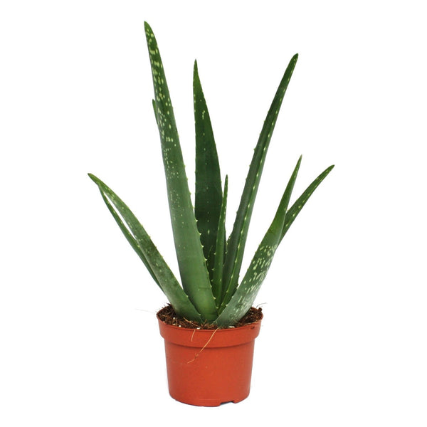 Aloe Vera Barbadensis - Planta minune (varsta 3 ani), de vanzare, pret atractiv