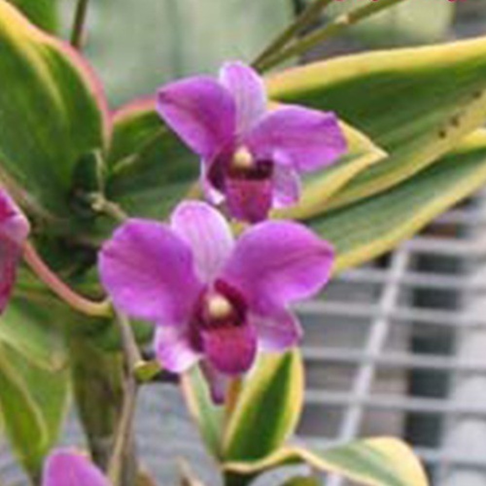 Orhidee Dendrobium mini variegated