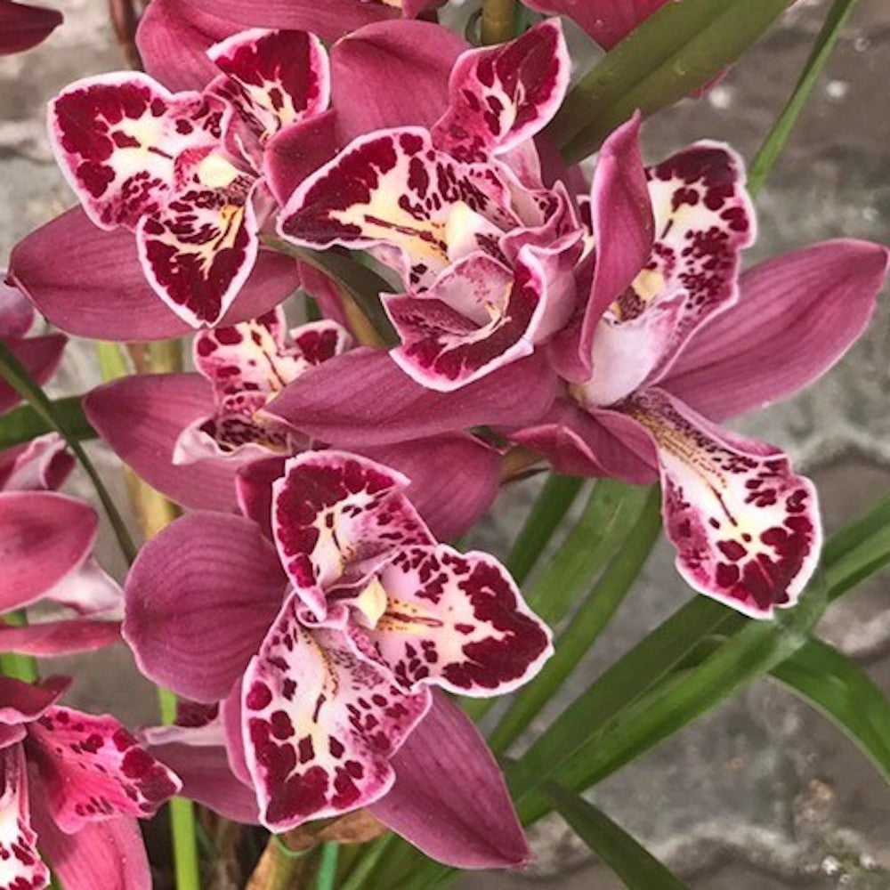 Orhidee Cymbidium Rich Wealth 'Red Ruby' (Peloric)