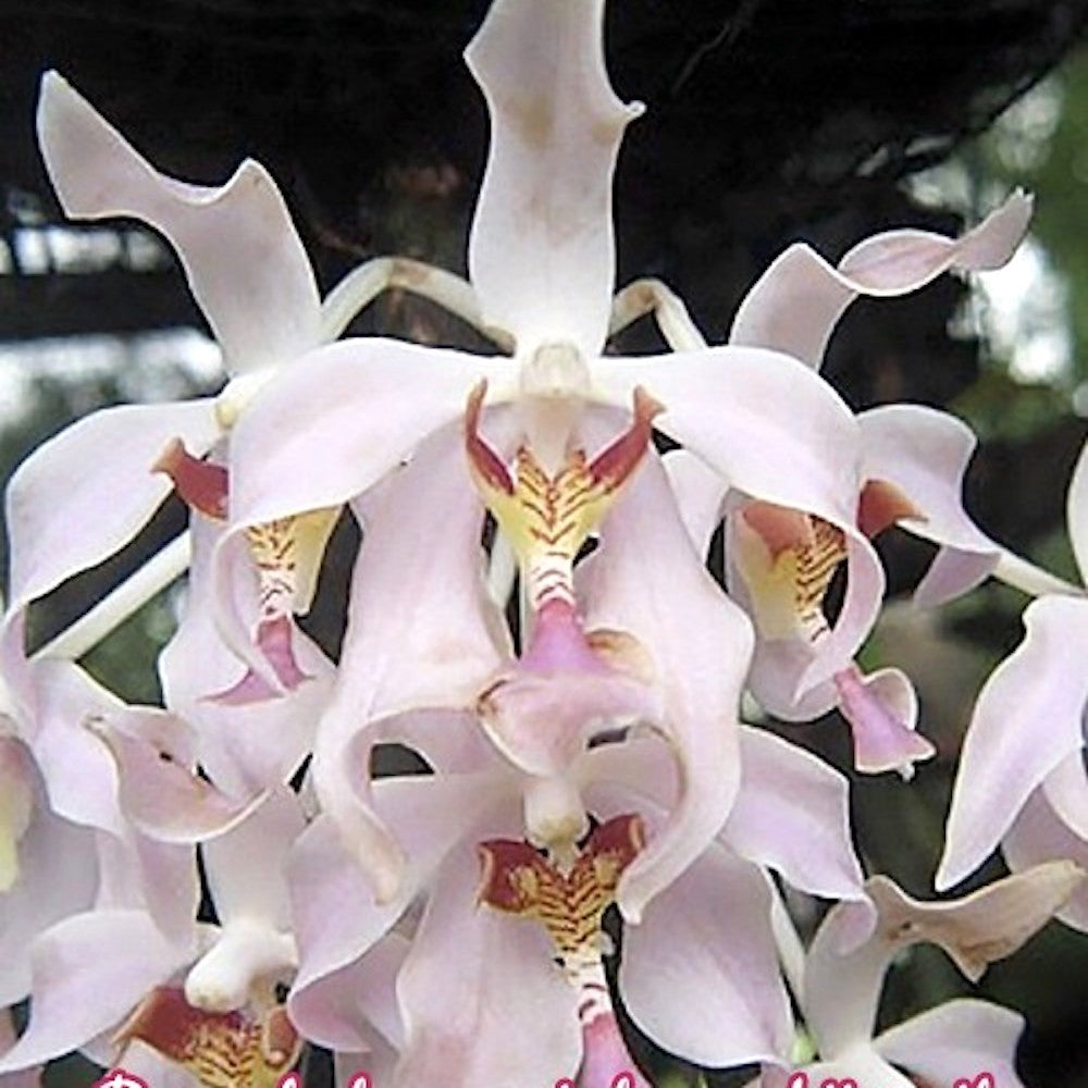 Orhidee Paraphalaenopsis laycockii