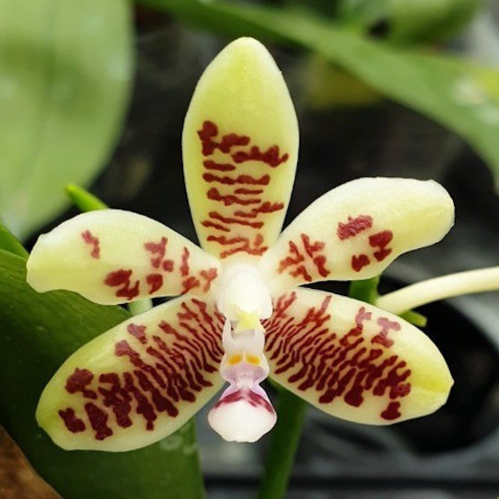 Orhidee Phalaenopsis inscriptiosinensis × sib