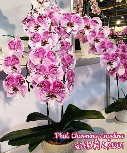Orhidee Phalaenopsis Charming Angelina