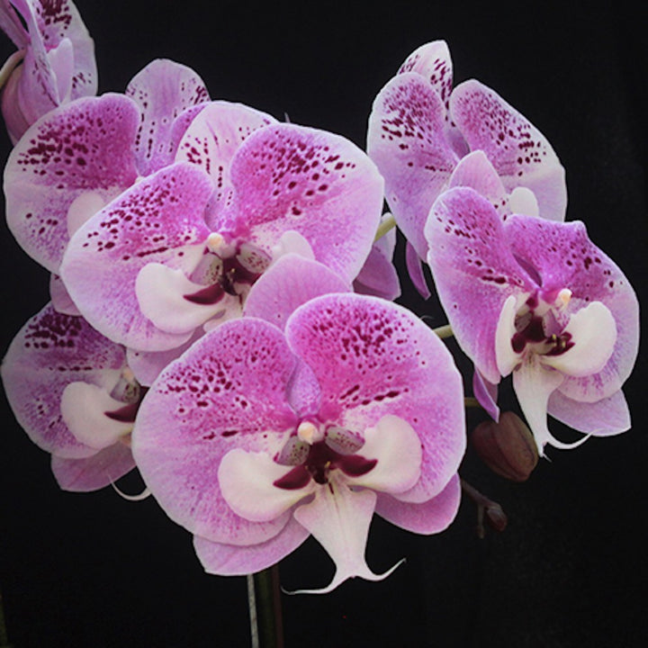 Orhidee Phalaenopsis Charming Angelina