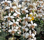 Orhidee Phalaenopsis stuartiana × sib