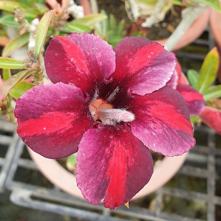 Adenium Obesum 'Purple Rainbow'