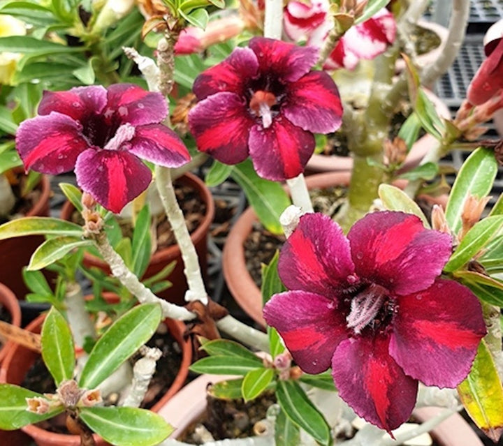 Adenium Obesum 'Purple Rainbow'