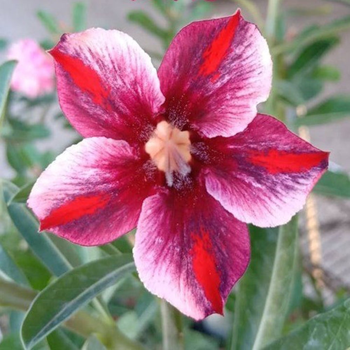 Adenium Obesum 'Black Jack'