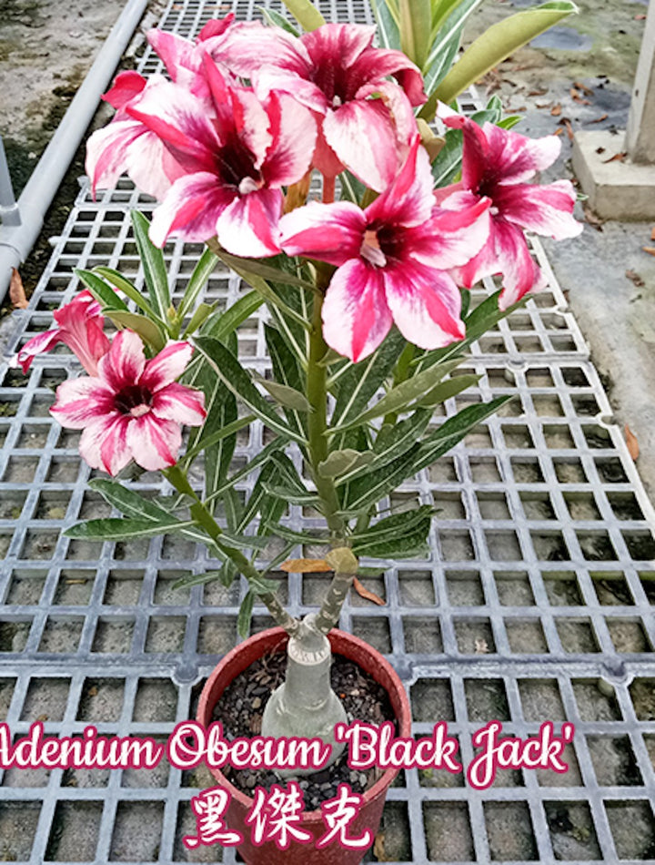 Adenium Obesum 'Black Jack'