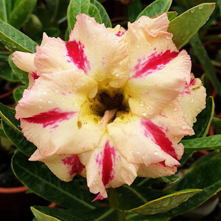 Adenium Obesum 'Golden Head'