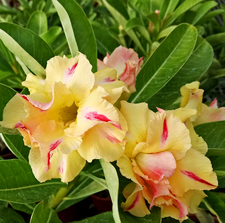 Adenium Obesum 'Golden Head'