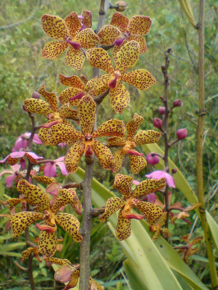 Orhidee Vandopsis lissochiloides