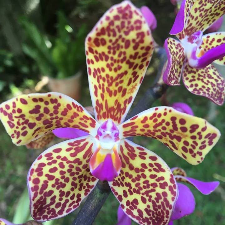 Orhidee Vandopsis lissochiloides