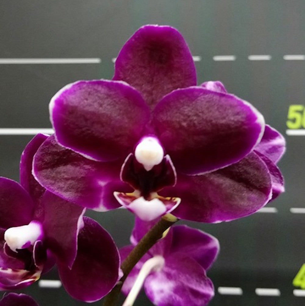 Orhidee Phalaenopsis I-Hsin Black Soot '1224'