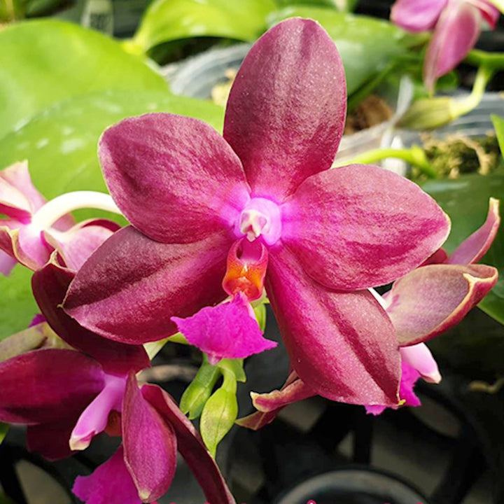 Orhidee Phalaenopsis Lea Marie Salazar parfumata