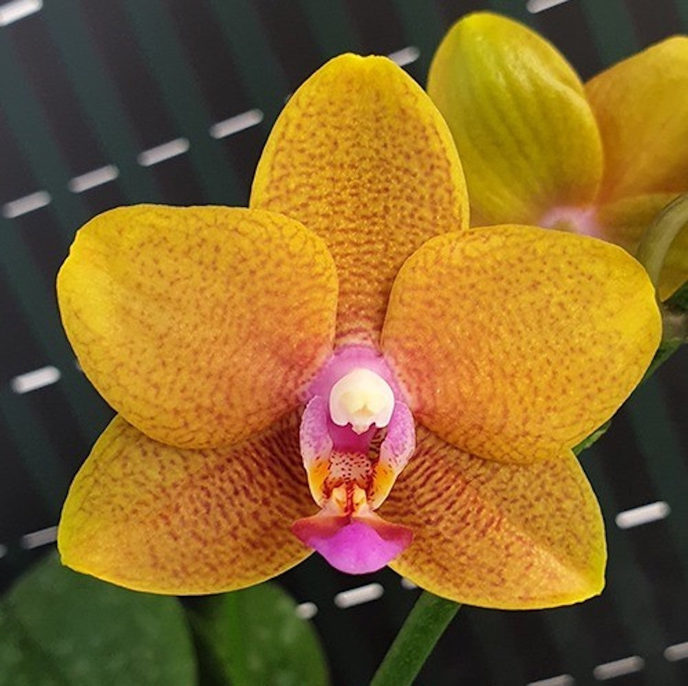 Phal orange. Орхидея Lioulin Orange. Фаленопсис Lioulin Orange. Phal. Lioulin Orange. Lioulin Orange Орхидея peloric.