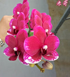 Orhidee Phalaenopsis Taisuco Micky