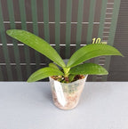 Orhidee Phalaenopsis Taisuco Micky