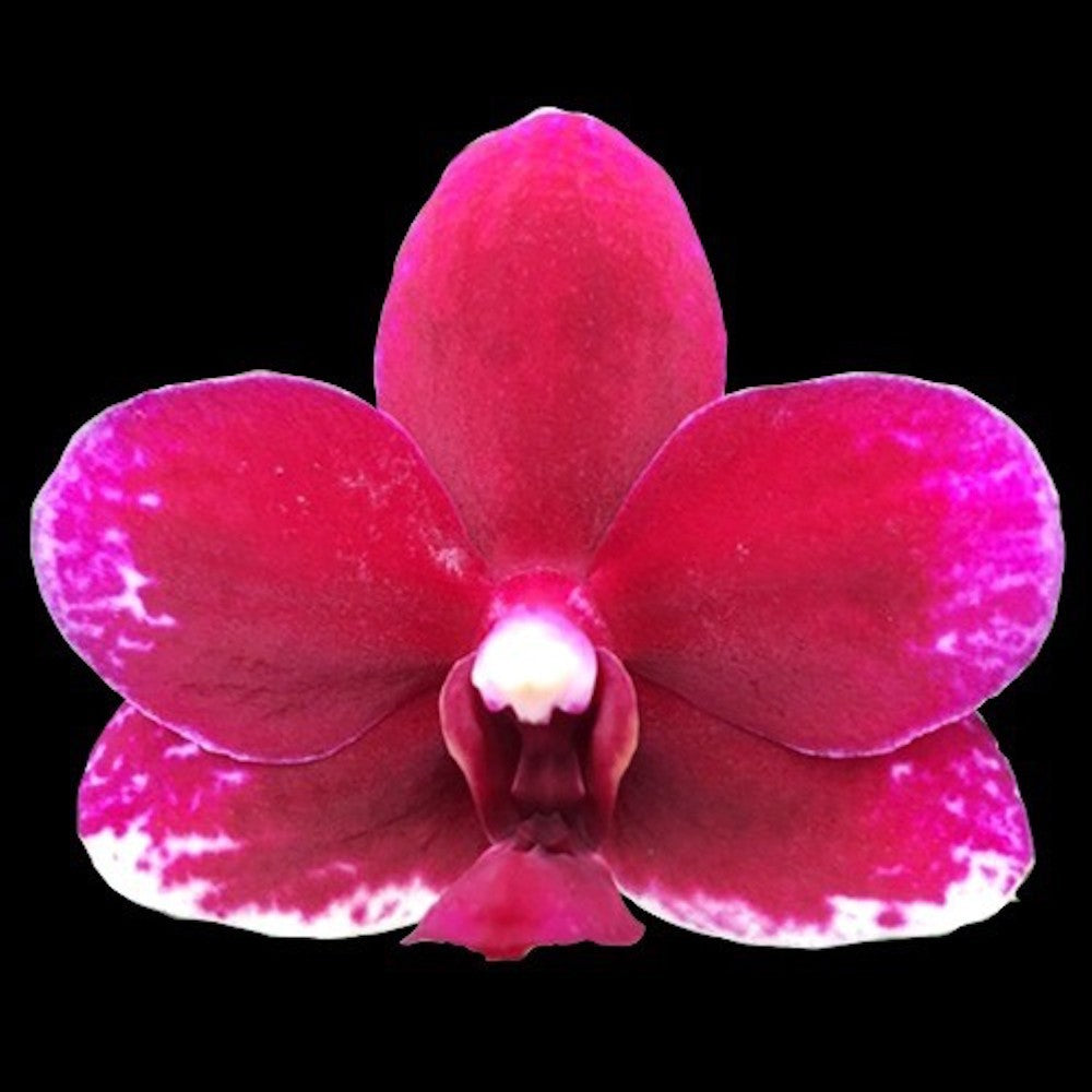 Orhidee Phalaenopsis Taisuco Micky